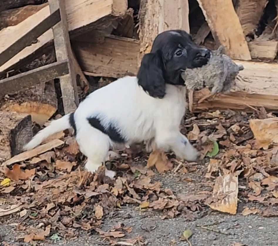 Des Gardiens Enchainés - Chiot disponible  - English Springer Spaniel