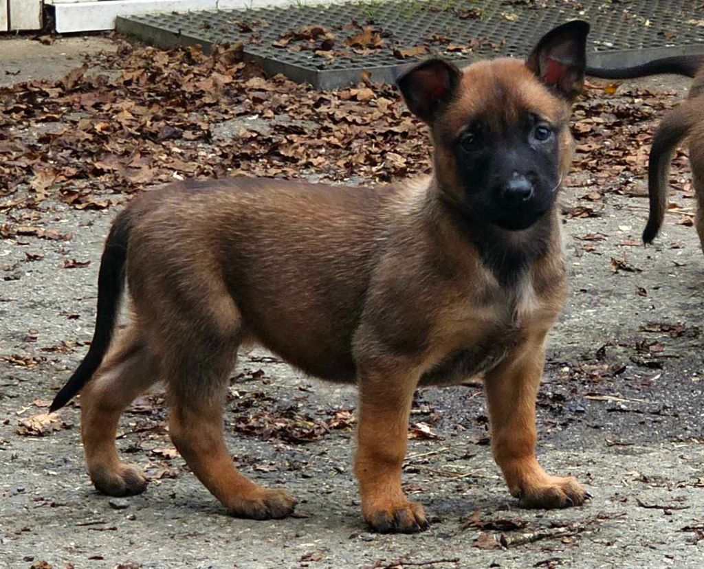 Des Gardiens Enchainés - Chiot disponible  - Berger Belge