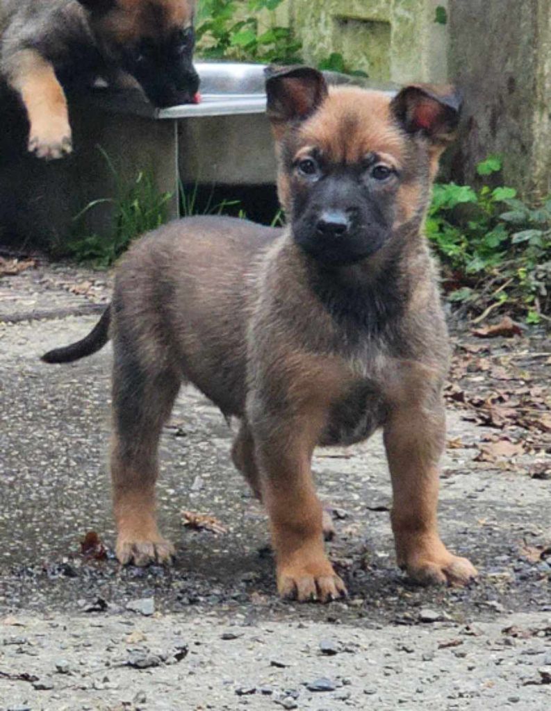 Des Gardiens Enchainés - Chiot disponible  - Berger Belge