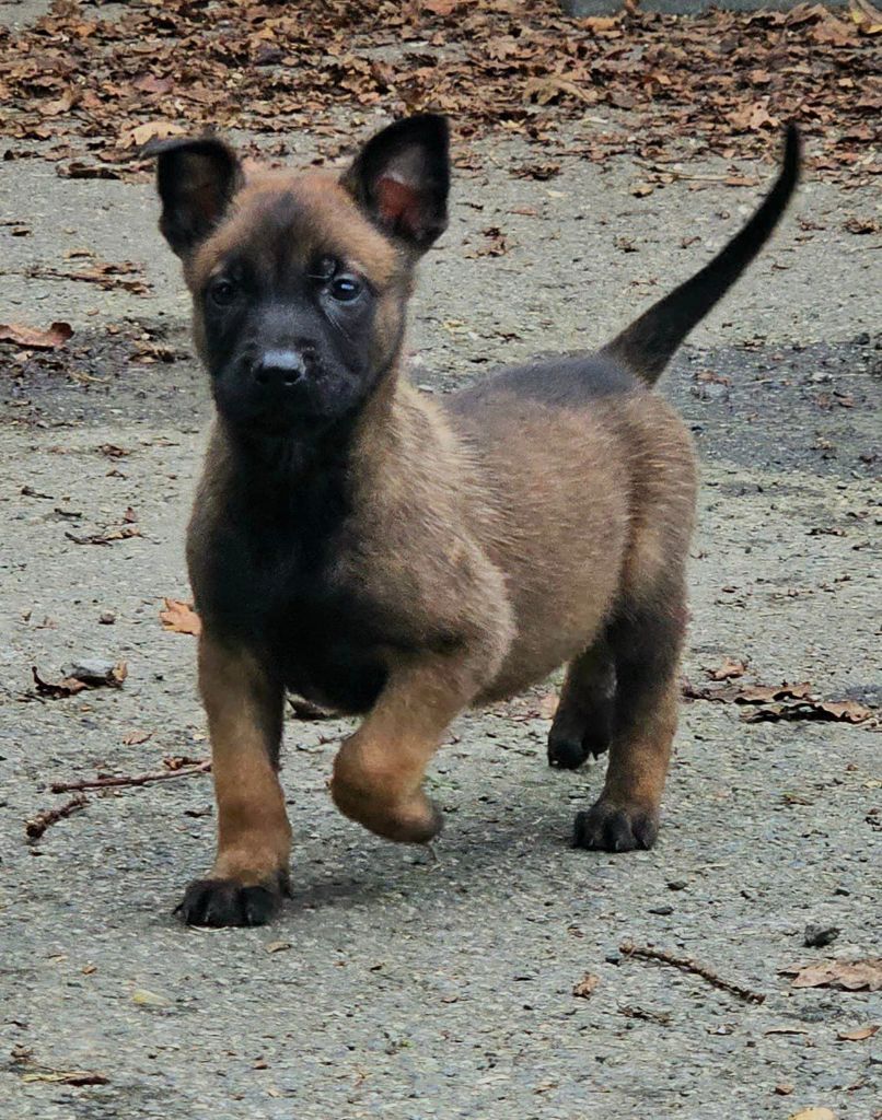 Des Gardiens Enchainés - Chiot disponible  - Berger Belge