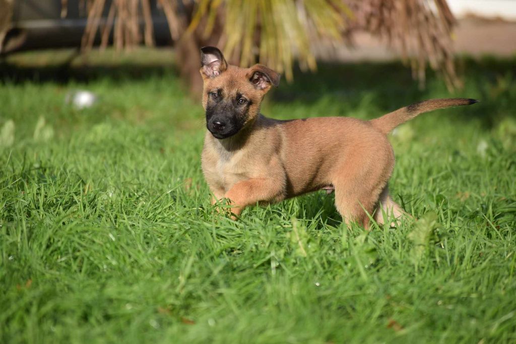 Des Gardiens Enchainés - Chiot disponible  - Berger Belge