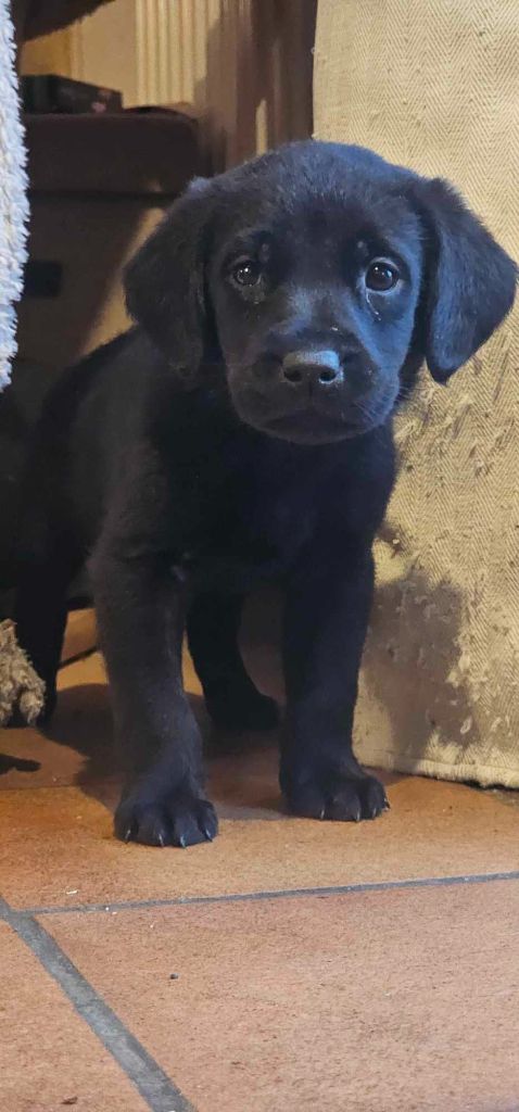 Des Gardiens Enchainés - Chiot disponible  - Labrador Retriever