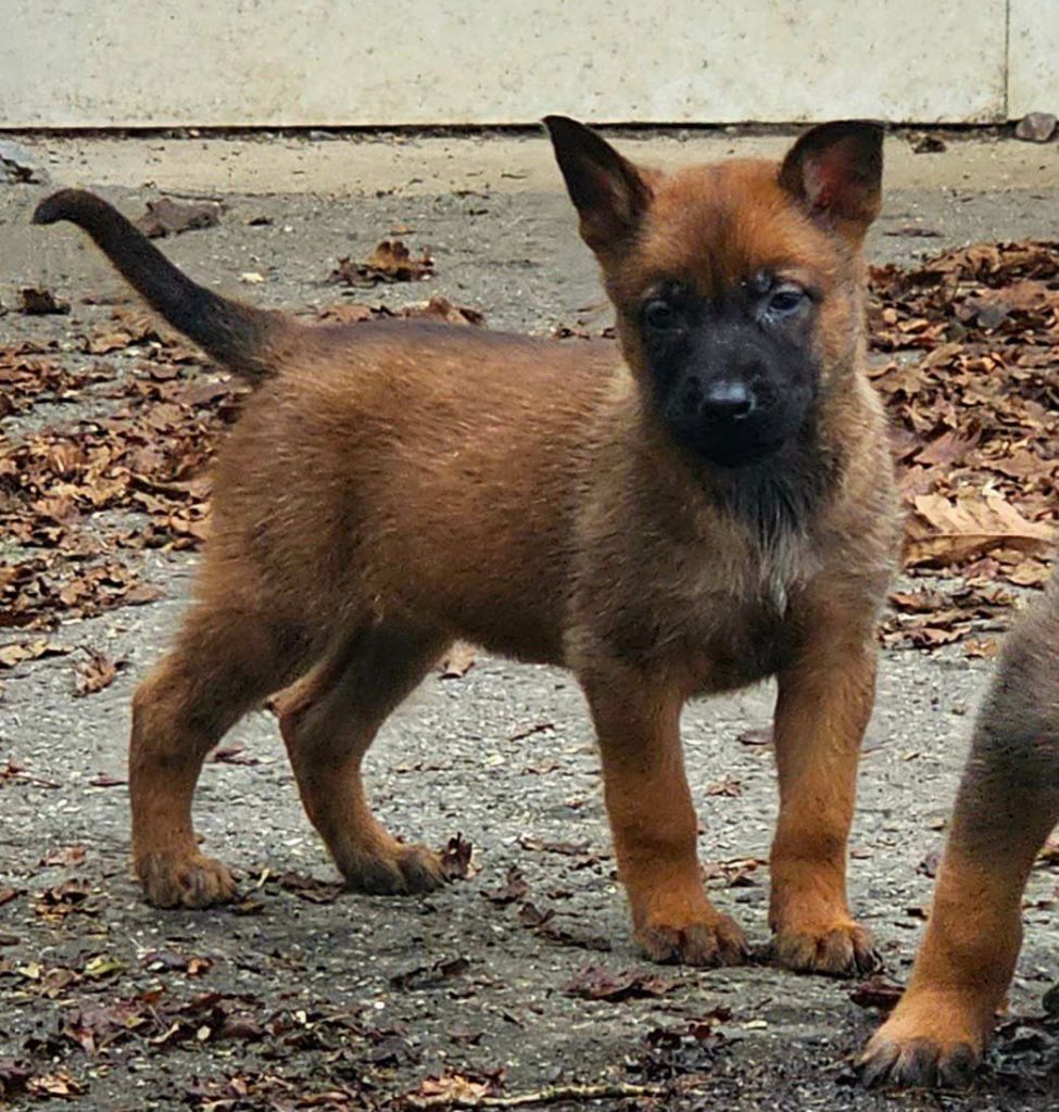 Des Gardiens Enchainés - Chiot disponible  - Berger Belge