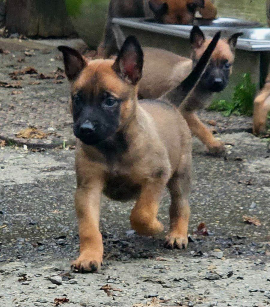 Des Gardiens Enchainés - Chiot disponible  - Berger Belge