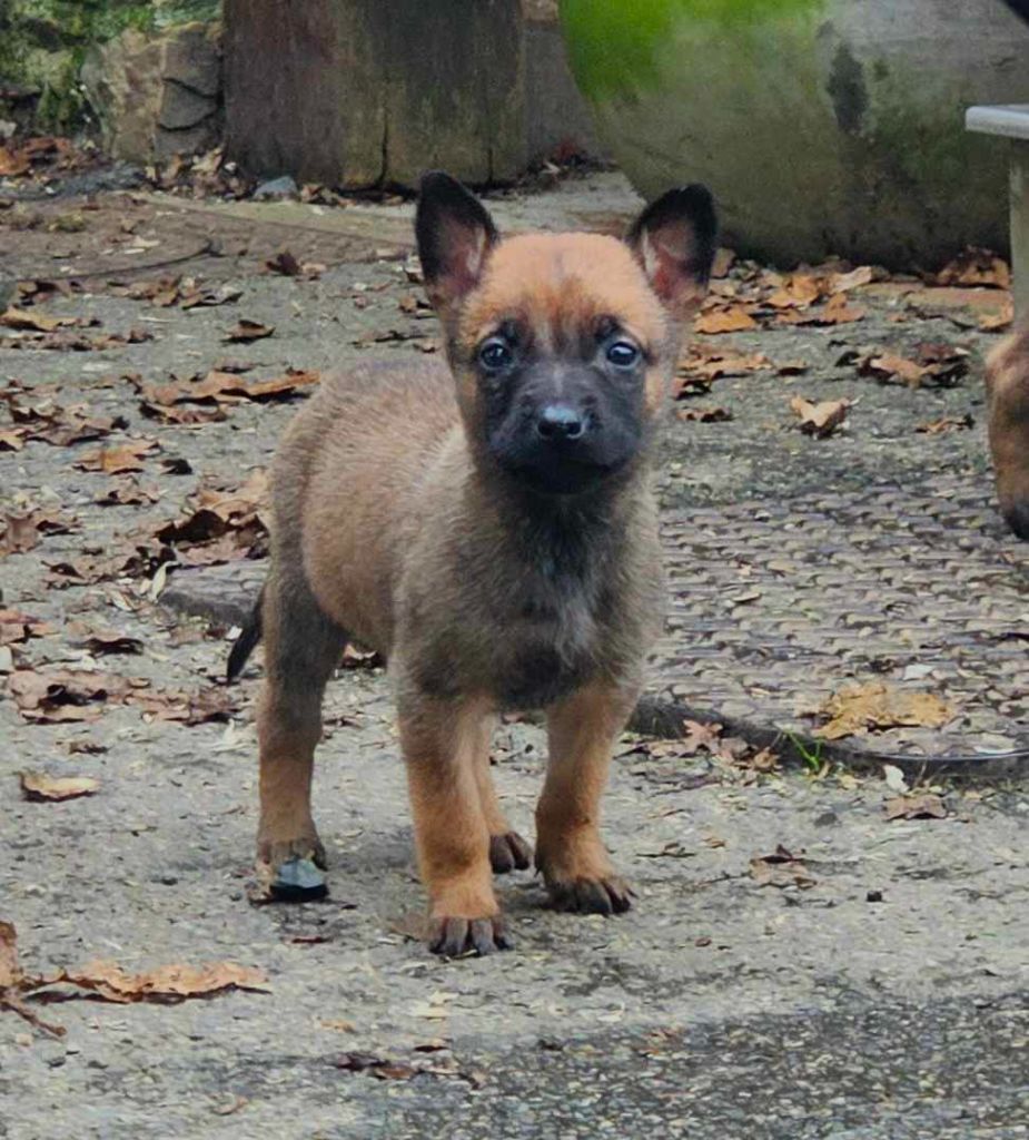 Des Gardiens Enchainés - Chiot disponible  - Berger Belge