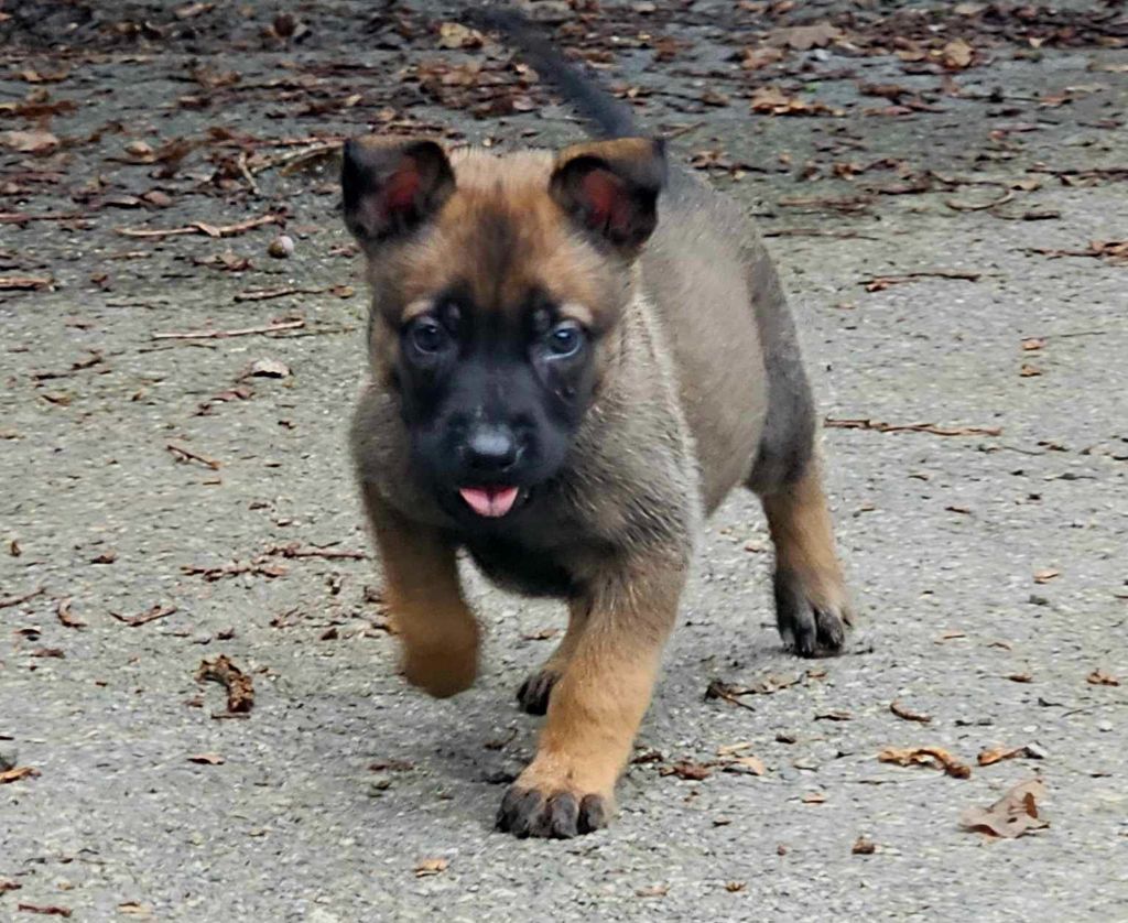 Des Gardiens Enchainés - Chiot disponible  - Berger Belge