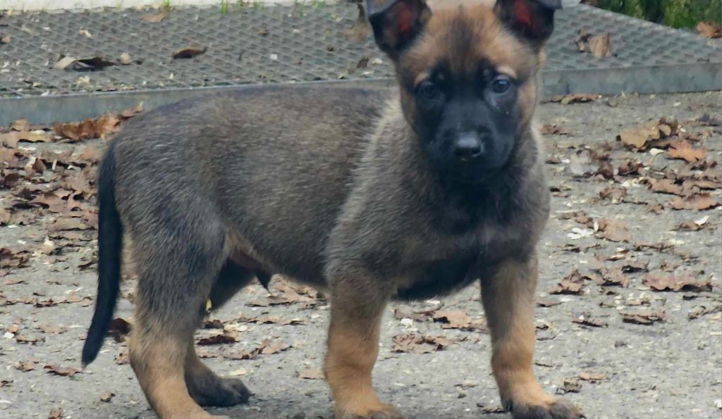 Des Gardiens Enchainés - Chiot disponible  - Berger Belge