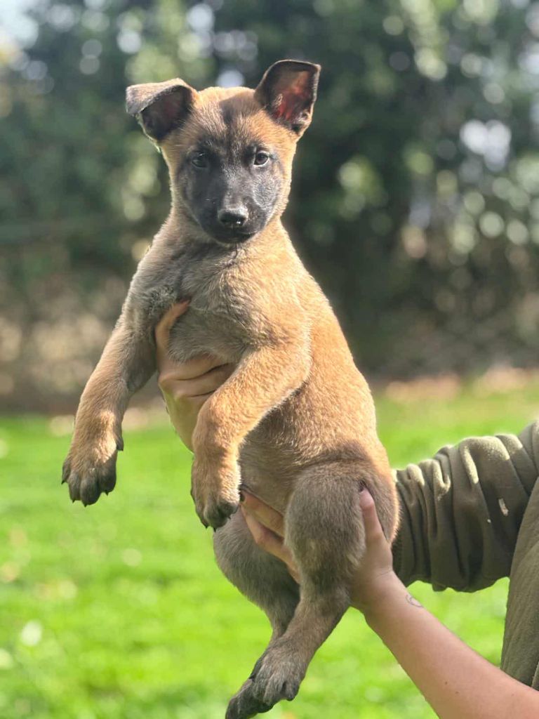 Des Gardiens Enchainés - Chiots disponibles - Berger Belge