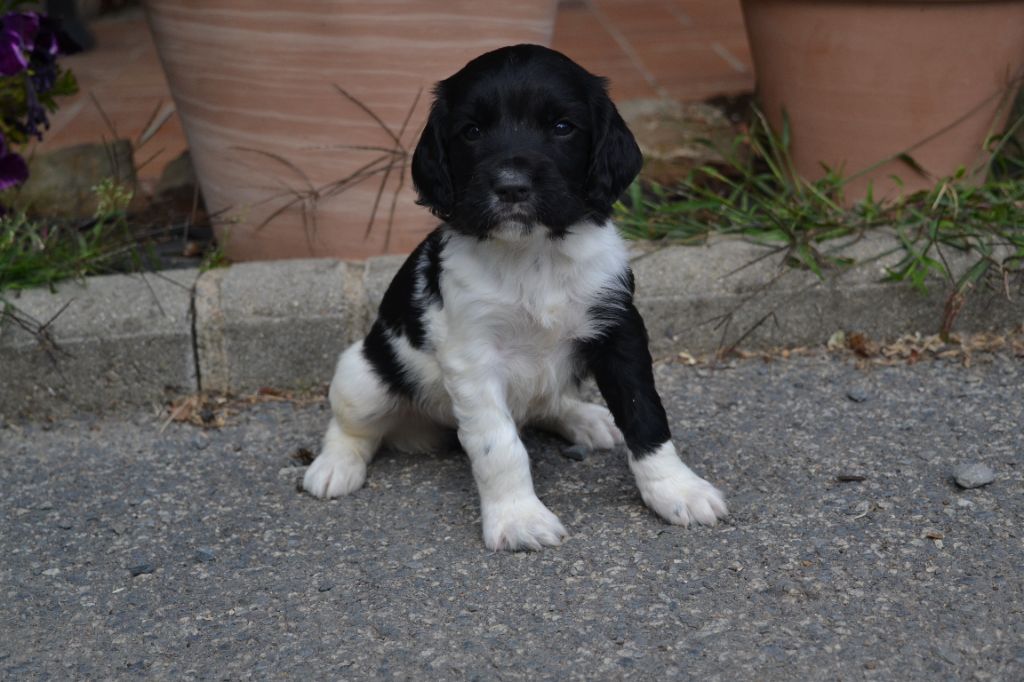 Des Gardiens Enchainés - Chiots disponibles - English Springer Spaniel