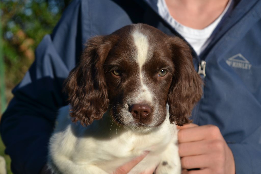 Des Gardiens Enchainés - Chiots disponibles - English Springer Spaniel