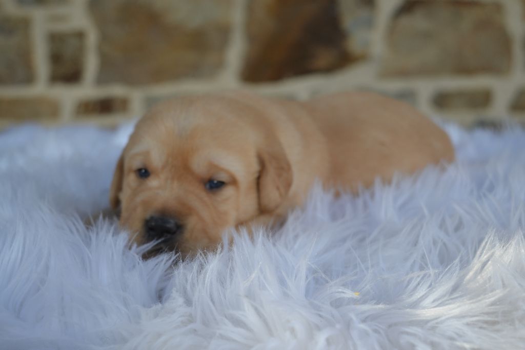 Des Gardiens Enchainés - Chiots disponibles - Labrador Retriever