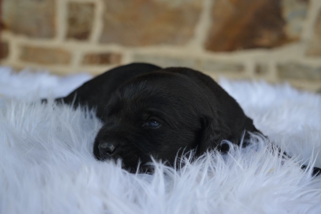Des Gardiens Enchainés - Chiots disponibles - Labrador Retriever