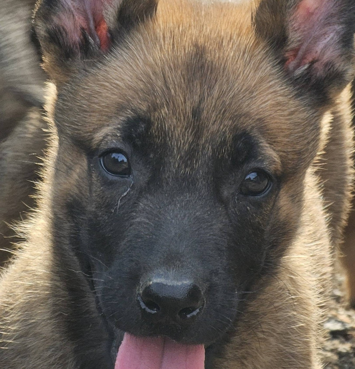 Des Gardiens Enchainés - Chiots disponibles - Berger Belge