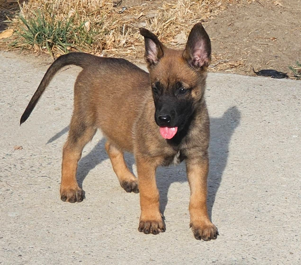 Des Gardiens Enchainés - Chiots disponibles - Berger Belge