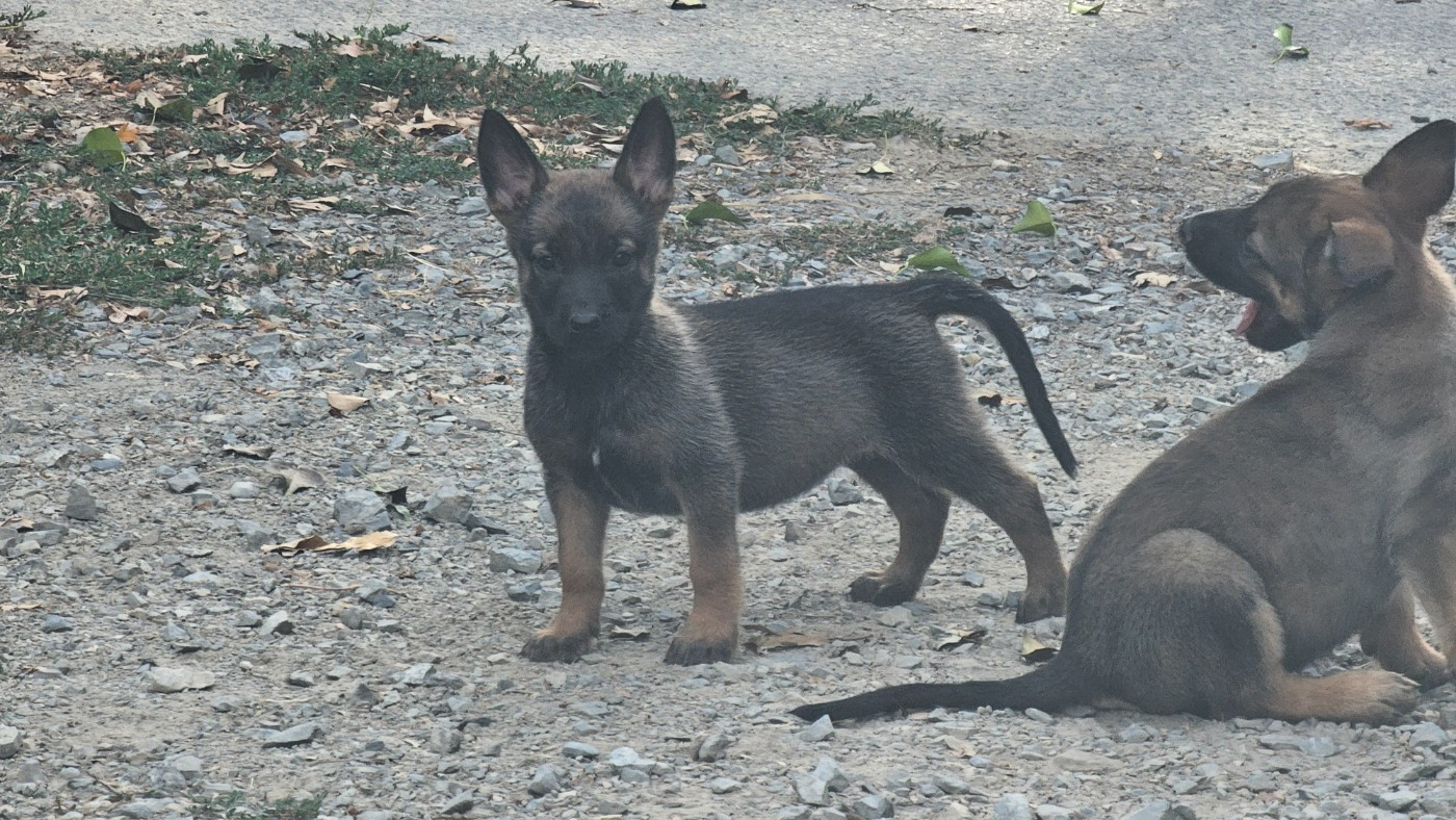 Des Gardiens Enchainés - Chiots disponibles - Berger Belge