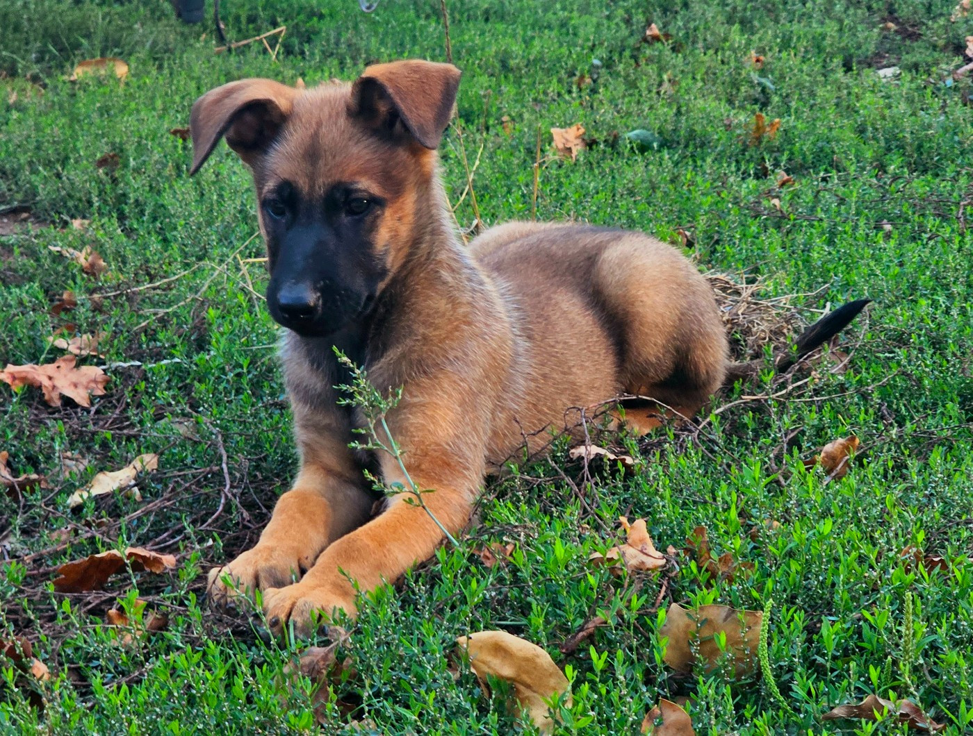 Des Gardiens Enchainés - Chiots disponibles - Berger Belge