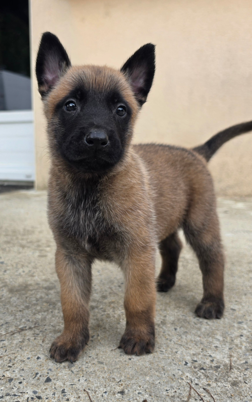Des Gardiens Enchainés - Chiots disponibles - Berger Belge