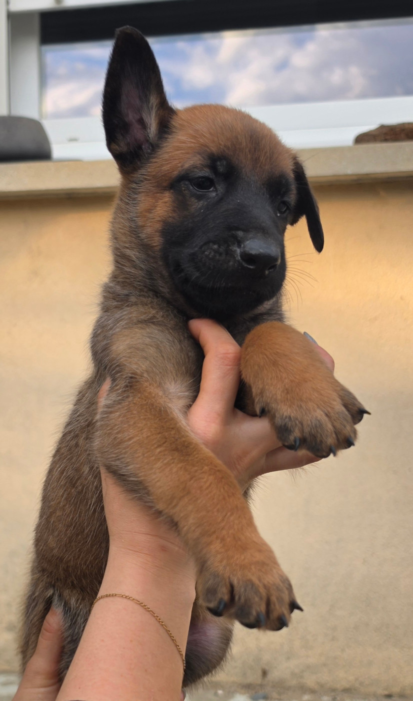 Des Gardiens Enchainés - Chiots disponibles - Berger Belge
