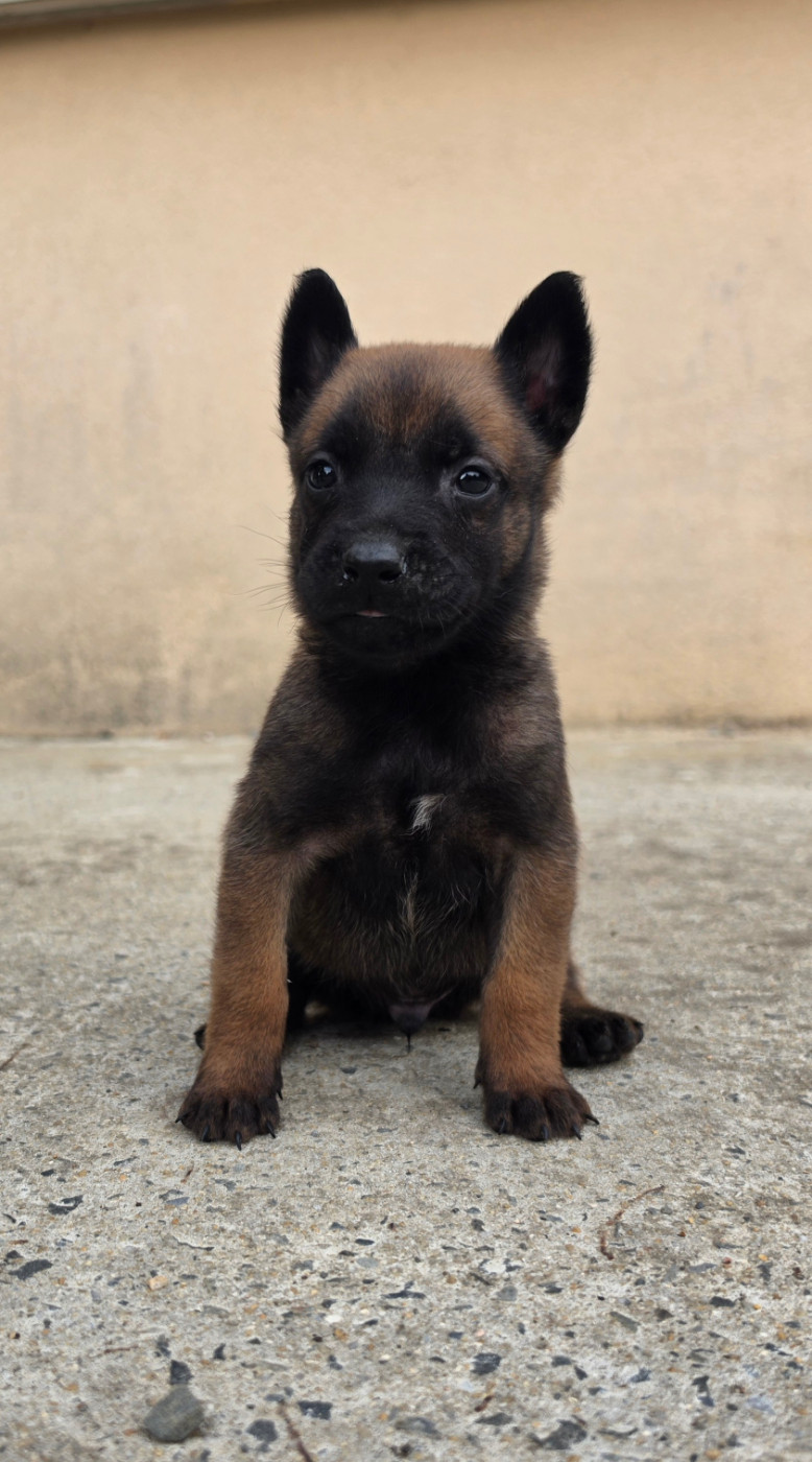 Des Gardiens Enchainés - Chiots disponibles - Berger Belge
