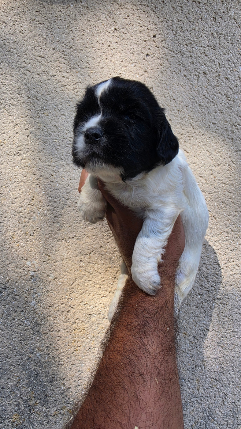Des Gardiens Enchainés - Chiots disponibles - English Springer Spaniel