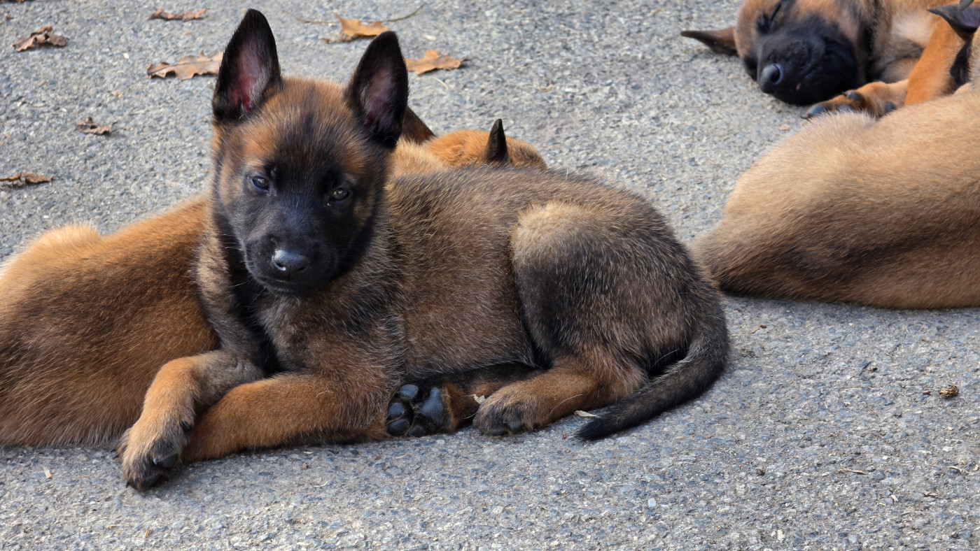 Des Gardiens Enchainés - Chiots disponibles - Berger Belge