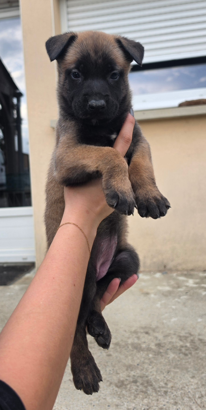 Des Gardiens Enchainés - Chiots disponibles - Berger Belge
