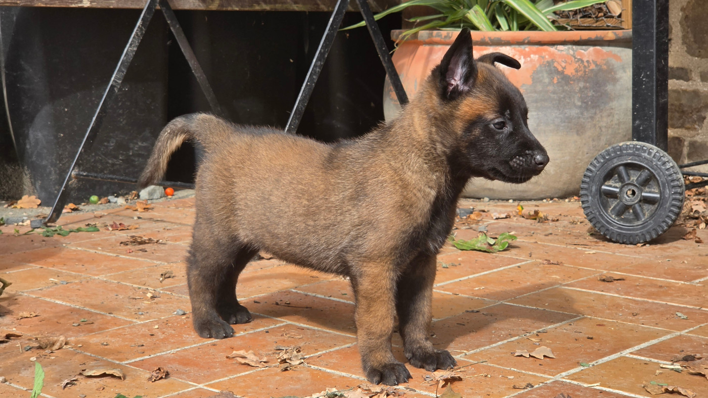 Des Gardiens Enchainés - Chiots disponibles - Berger Belge