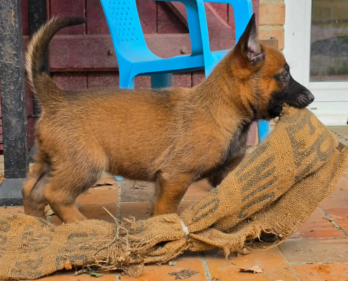 Des Gardiens Enchainés - Chiots disponibles - Berger Belge