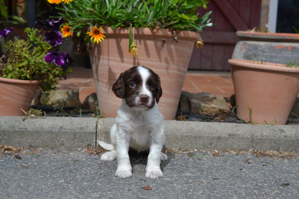 Des Gardiens Enchainés - Chiots disponibles - English Springer Spaniel
