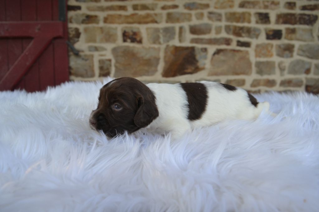 Des Gardiens Enchainés - Chiots disponibles - English Springer Spaniel