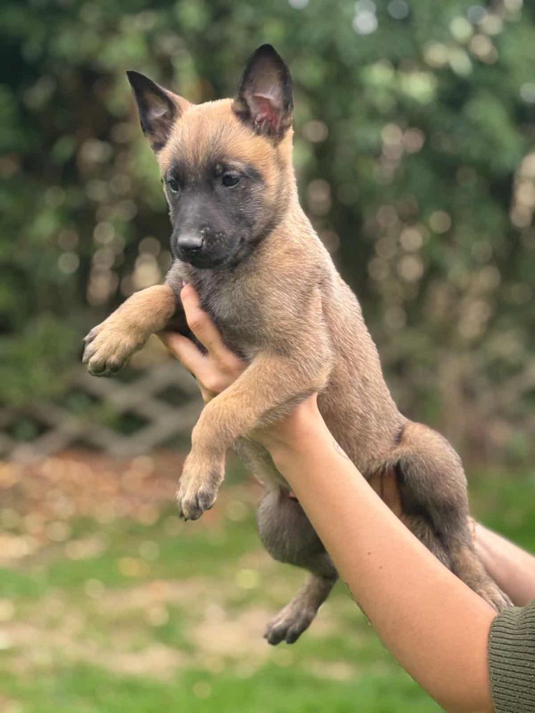 Des Gardiens Enchainés - Chiots disponibles - Berger Belge
