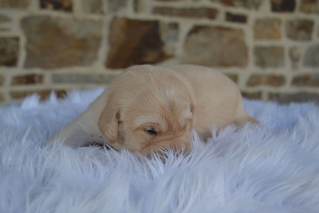 Des Gardiens Enchainés - Chiots disponibles - Labrador Retriever