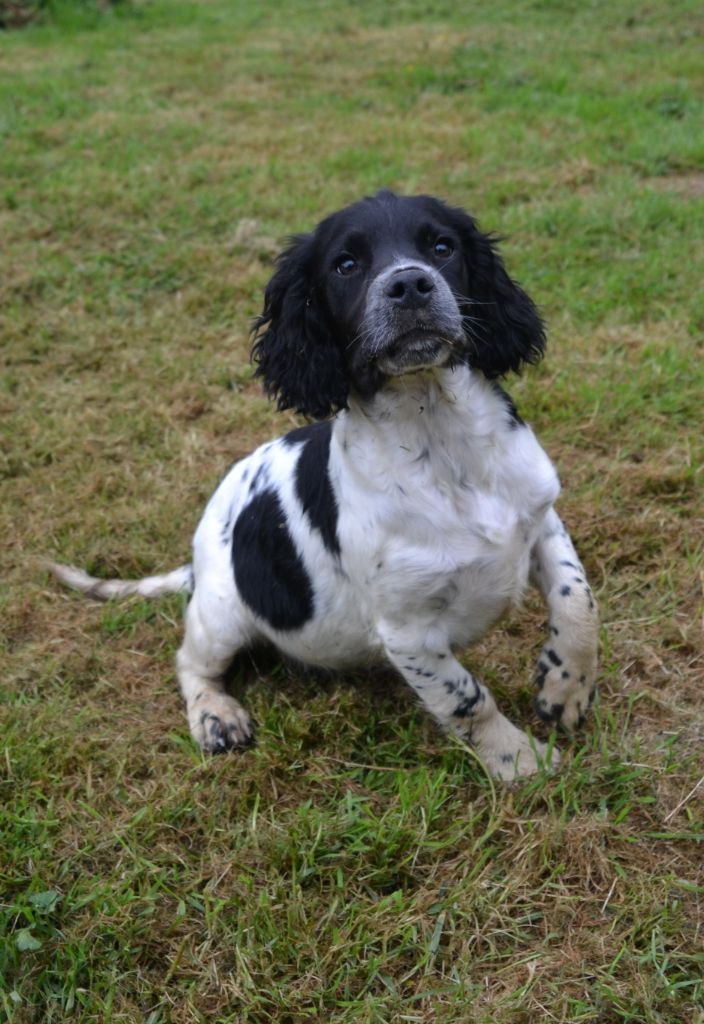 Des Gardiens Enchainés - Chiots disponibles - English Springer Spaniel