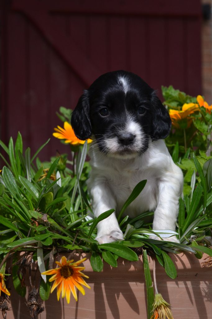Des Gardiens Enchainés - Chiots disponibles - English Springer Spaniel