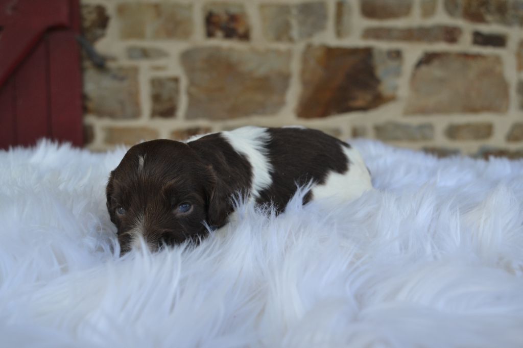 Des Gardiens Enchainés - Chiots disponibles - English Springer Spaniel