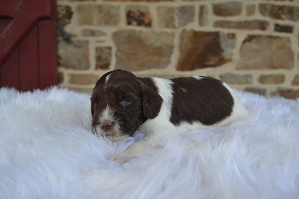 Des Gardiens Enchainés - Chiots disponibles - English Springer Spaniel