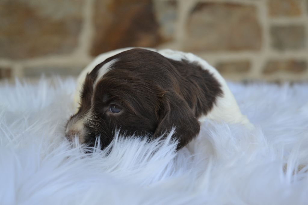 Des Gardiens Enchainés - Chiots disponibles - English Springer Spaniel