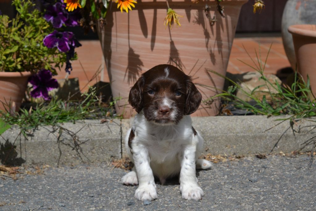 Des Gardiens Enchainés - Chiots disponibles - English Springer Spaniel