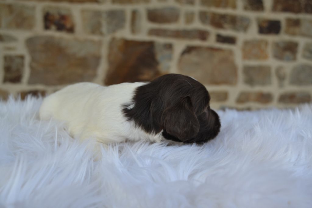 Des Gardiens Enchainés - Chiots disponibles - English Springer Spaniel