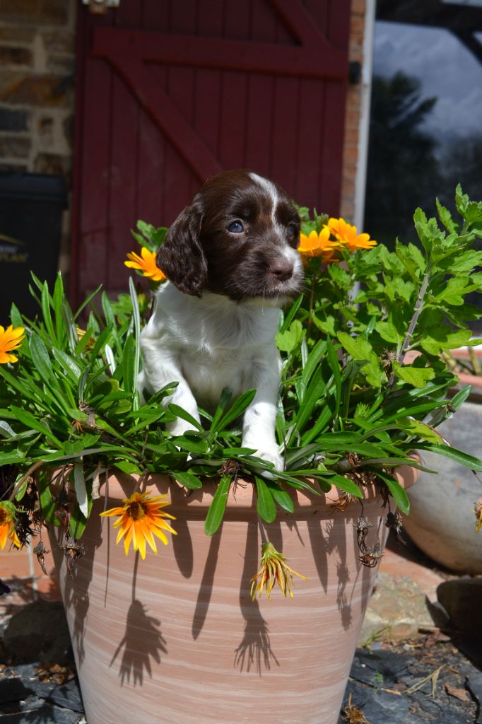 Des Gardiens Enchainés - Chiots disponibles - English Springer Spaniel