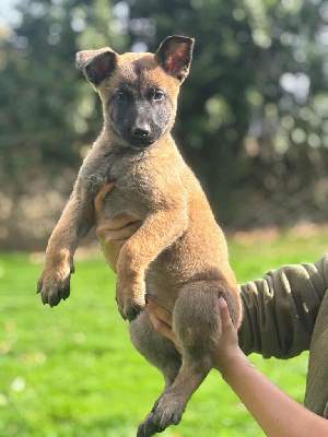 CHIOT 3