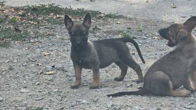 CHIOT 6