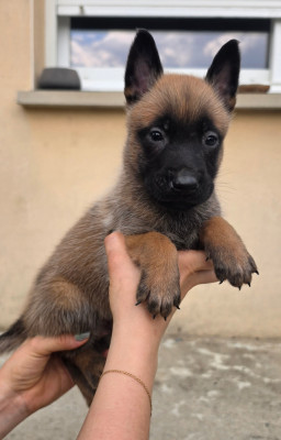 CHIOT 6