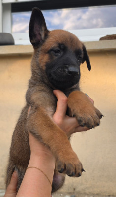 CHIOT 8