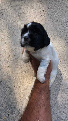 CHIOT 5