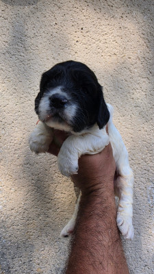 CHIOT 6