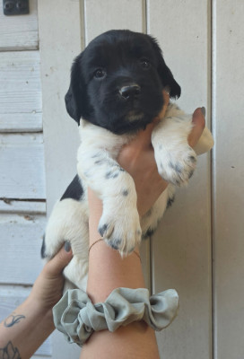 CHIOT 7