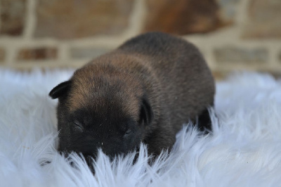 CHIOT 6