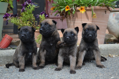 CHIOT 8