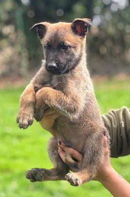 CHIOT 4